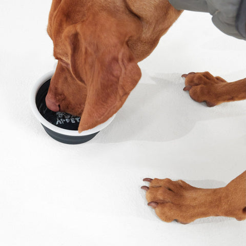 ThIrsty Dog Bowl Dark