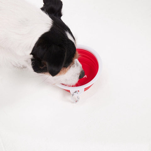 ThIrsty Dog Bowl Chilli